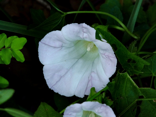 {Calystegia silvatica}